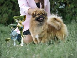 2018 - Klubový šampion